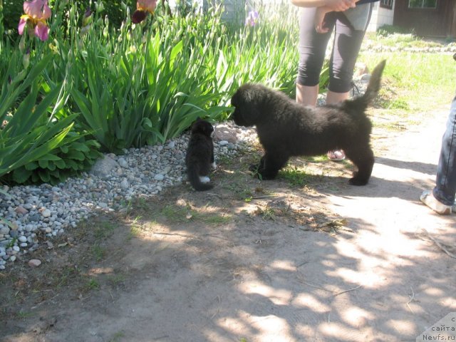 Фото: Бегущая по волнам Зум Зум