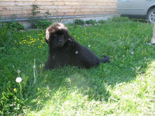 Фото: Бегущая по волнам Зум Зум