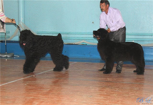 Фото: ньюфаундленд Супер Премиум Жани Моник