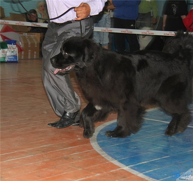 Фото: ньюфаундленд Супер Премиум Жани Моник