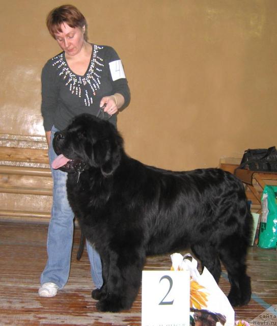 Фото: ньюфаундленд Шон О'Коннори Агент 007 (Shon O'Konnori Agent 007)