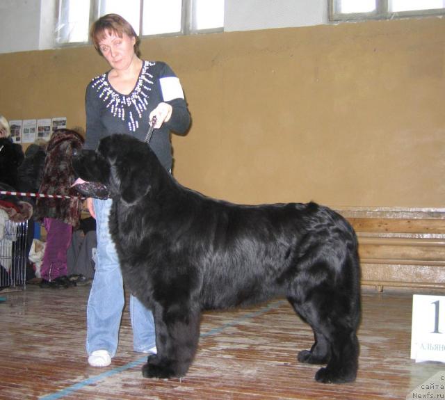 Фото: ньюфаундленд Шон О'Коннори Агент 007 (Shon O'Konnori Agent 007)