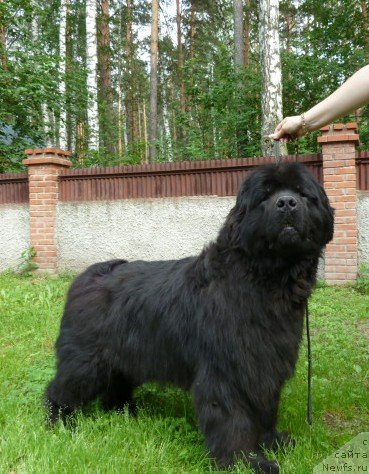 Фото: ньюфаундленд Юджиния из Медвежьего Яра (Yudzhiniya iz Medvejyego Yara)