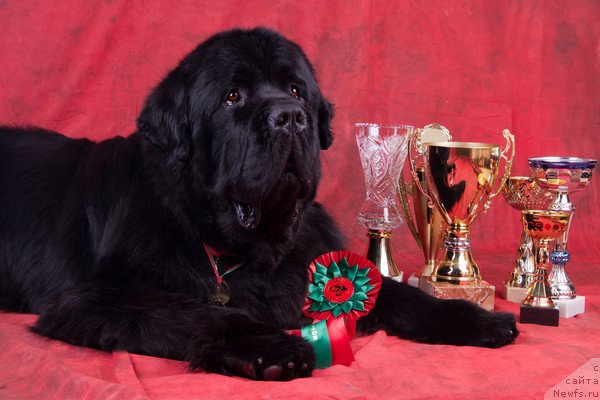 Фото: ньюфаундленд Пчёлкин Дом Вениамин (Pchiolkin Dom Veniamin)