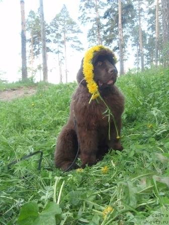 Фото: ньюфаундленд Обуш Шед Якутия (Obush Shed Yakutia)