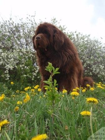 Фото: ньюфаундленд Супер Премиум Брабус