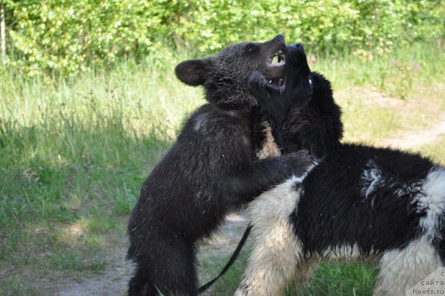 Фото: ньюфаундленд Жезл Монарха