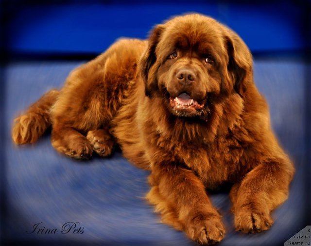 Фото: ньюфаундленд Игерма из Академии Шоколада (Igerma iz Akademii Shokolada)