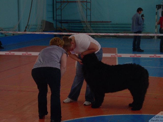 Фото: ньюфаундленд Гертруда Черная Жемчужина