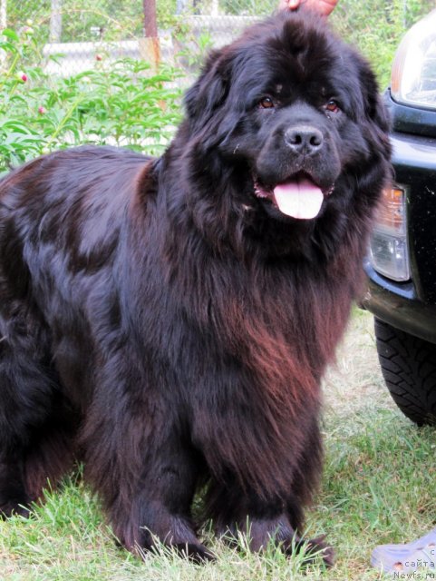 Фото: ньюфаундленд Потап Фелиция (Potap Felicia)