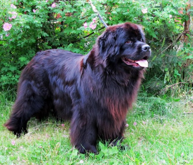 Фото: ньюфаундленд Потап Фелиция (Potap Felicia)