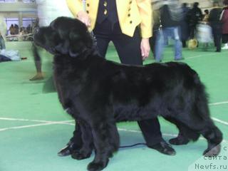 Фото: ньюфаундленд Плюшевая Панда Ванесса Мэй (Plushevaya Panda Vanessa Mey)