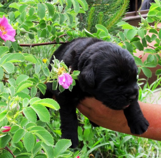Фото: ньюфаундленд Бэлла Мосс Цитериус