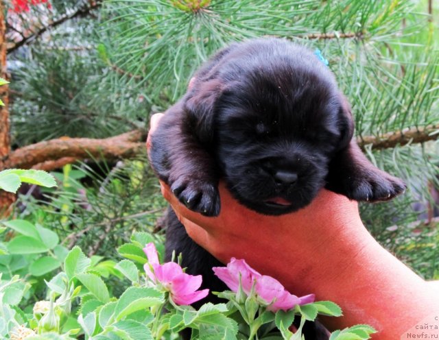 Фото: ньюфаундленд Бэлла Мосс Цитериус