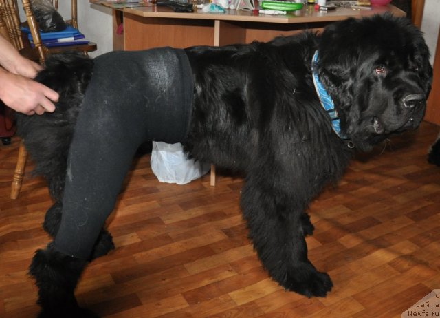 Фотография № 69387