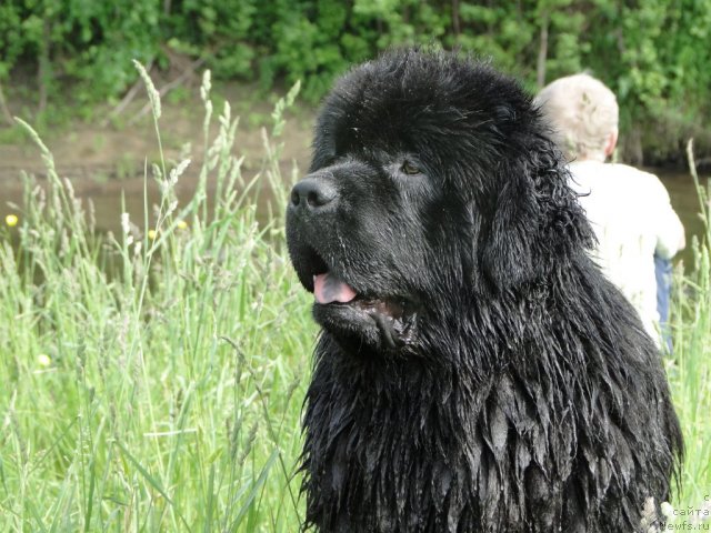 Фото: ньюфаундленд Баловень Судьбы