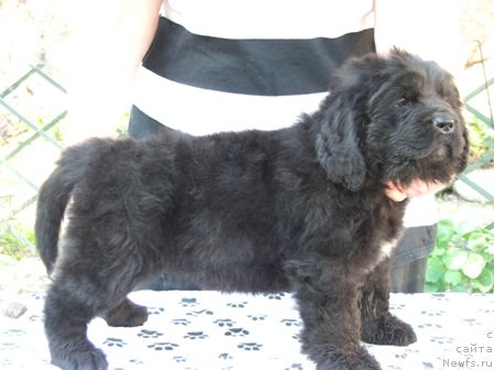 Фото: ньюфаундленд Плюшевая Панда Устинья Савельевна (Plushevaya Panda Ustinja Savelevna)