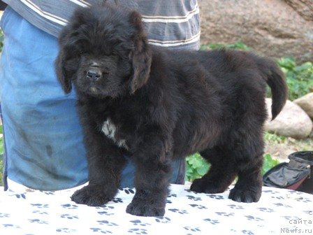 Фото: ньюфаундленд Плюшевая Панда Устинья Савельевна (Plushevaya Panda Ustinja Savelevna)