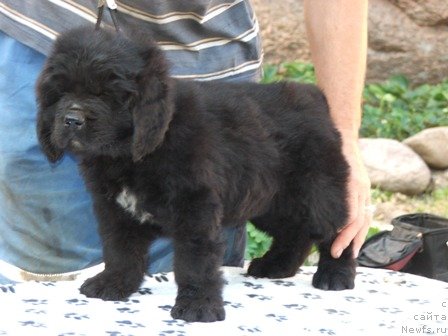 Фото: ньюфаундленд Плюшевая Панда Устинья Савельевна (Plushevaya Panda Ustinja Savelevna)