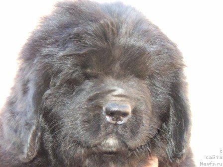 Фото: ньюфаундленд Плюшевая Панда Устинья Савельевна (Plushevaya Panda Ustinja Savelevna)