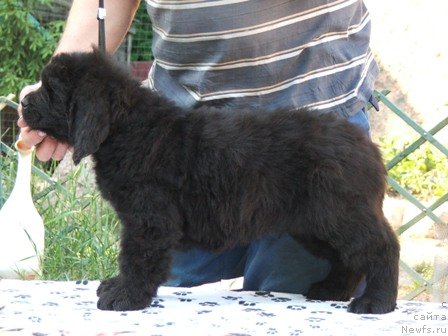 Фото: ньюфаундленд Плюшевая Панда Урмас (Plushevaya Panda Urmas)