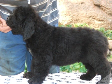 Фото: ньюфаундленд Плюшевая Панда Урмас (Plushevaya Panda Urmas)
