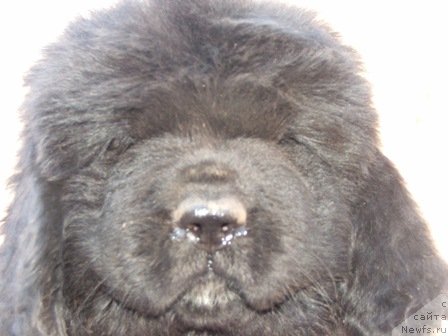 Фото: ньюфаундленд Плюшевая Панда Урмас (Plushevaya Panda Urmas)