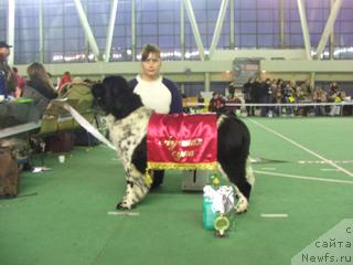 Фото: ньюфаундленд Плюшевая Панда Дэбра (Plushevaya Panda Debra)