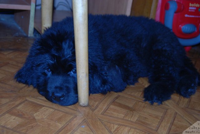 Фотография № 69411