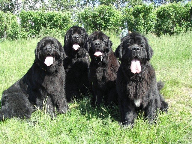 Фотография № 69412