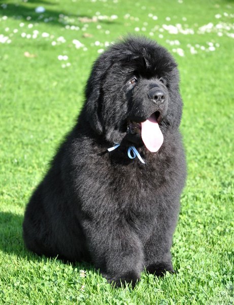 Фото: ньюфаундленд Very Fairweathers X'Got The Rhythm