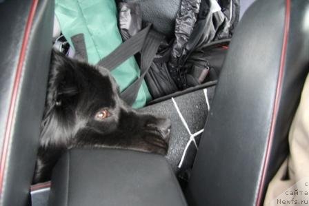 Фото: ньюфаундленд Бонни Флайт