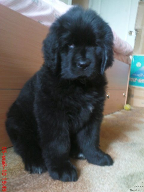 Фото: ньюфаундленд Мирабелла из Тихого Омута