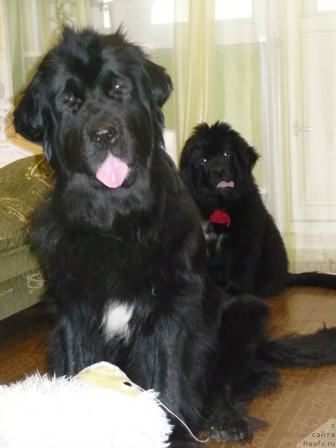 Фото: ньюфаундленд Супер Бизон Астория, Антарио Блэк Стайл