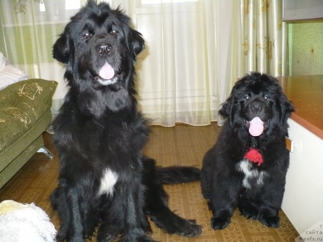 Фото: ньюфаундленд Супер Бизон Астория, Антарио Блэк Стайл