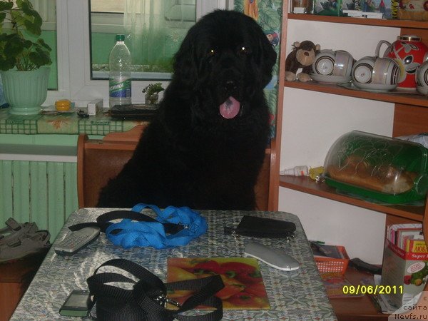 Фото: ньюфаундленд Ласковый Мишка