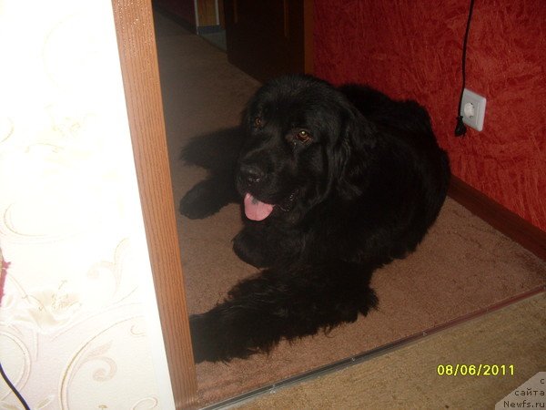 Фото: ньюфаундленд Ласковый Мишка