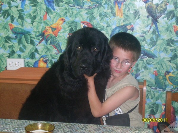 Фото: ньюфаундленд Ласковый Мишка, и Лёша