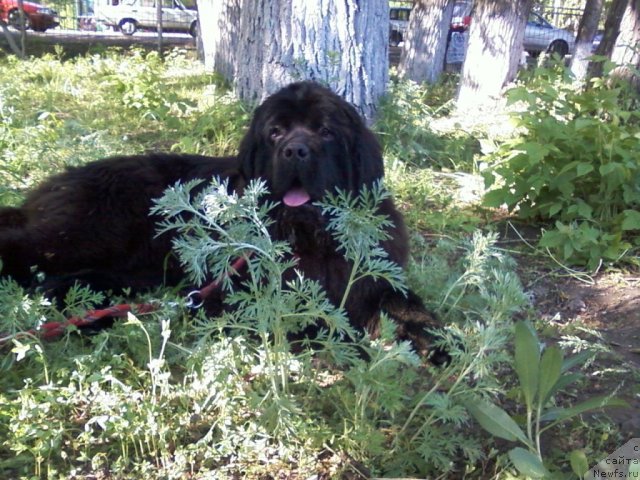 Фото: ньюфаундленд Наварро Дэлюкс из Медвежьего Яра