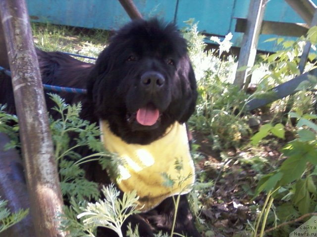 Фото: ньюфаундленд Емприсс Виннер из Медвежьего Яра (Empress Winner iz Medvejyego Yara)