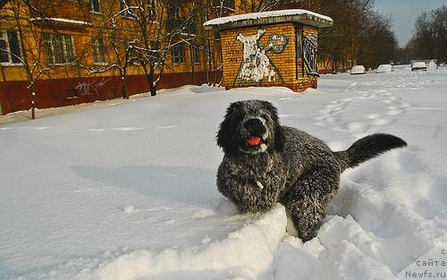 Фото: ньюфаундленд Потап Парис