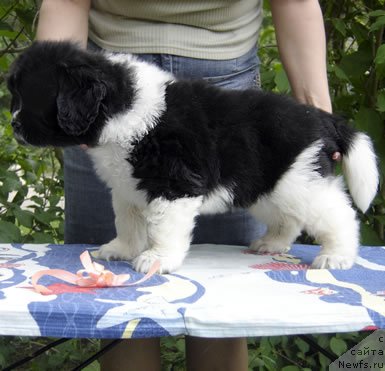 Фото: ньюфаундленд Питерньюф И Дид Ит Агаин (Piternyuf I Did It Again)