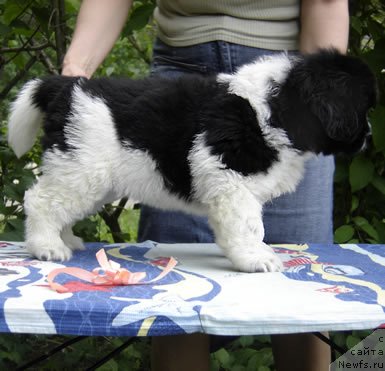 Фото: ньюфаундленд Питерньюф И Дид Ит Агаин (Piternyuf I Did It Again)