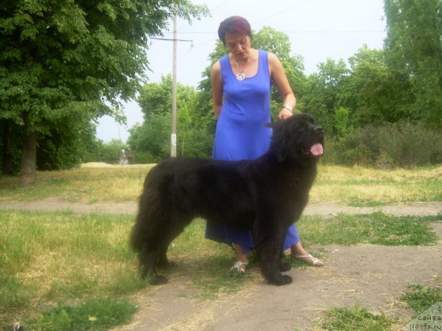 Фото: ньюфаундленд Velyke Malyatko Zaruchena z Morem