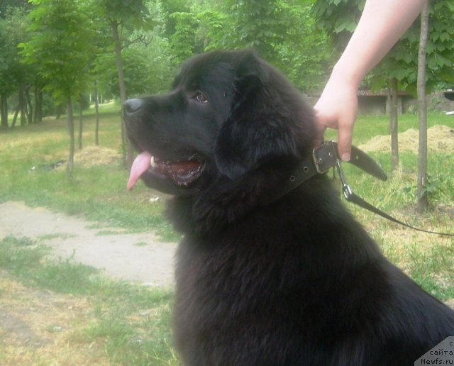 Фото: ньюфаундленд Velyke Malyatko Zaruchena z Morem