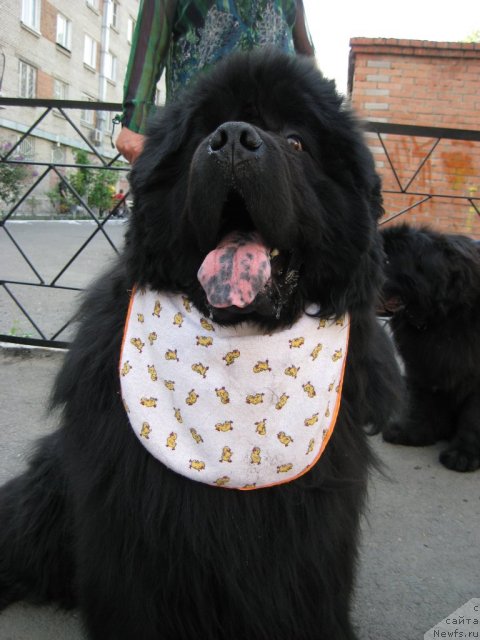 Фотография № 69508