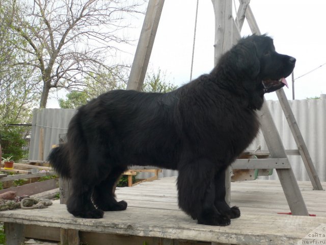 Фото: ньюфаундленд I'm Little Princess Midnight Bear