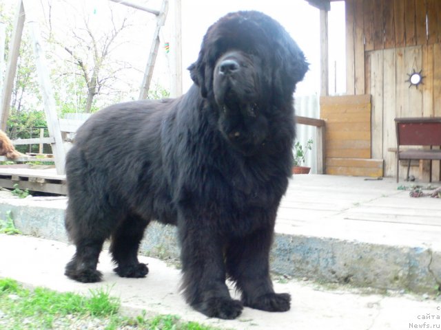 Фото: ньюфаундленд Супер Премиум Амелия Экшен