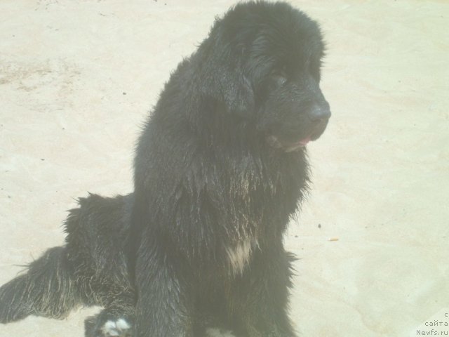 Фото: ньюфаундленд Питерньюф Чао-Какао