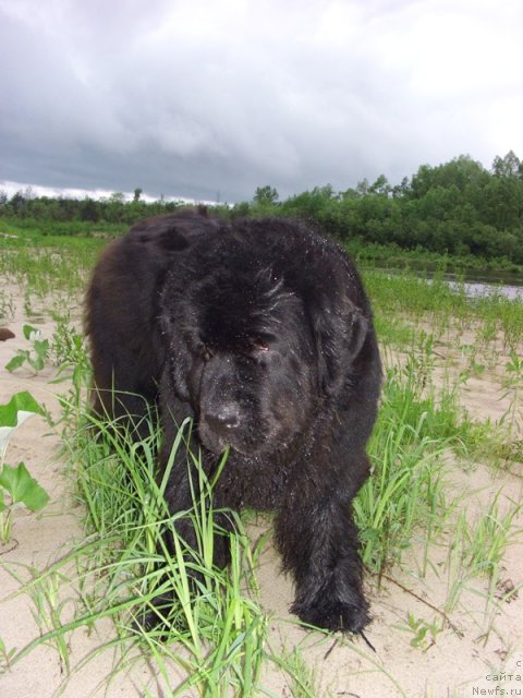 Фото: ньюфаундленд Акин Соул София